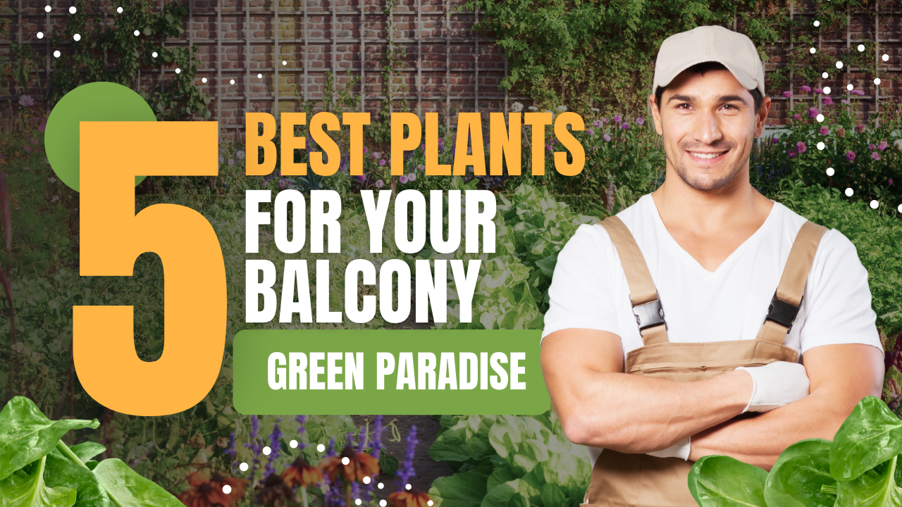 5 best plants for balcony