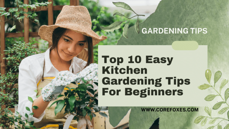 Top 10 Easy Kitchen Gardening Tips for Beginners