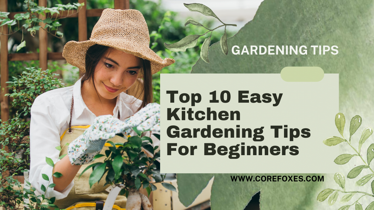 Top 10 Easy Kitchen Gardening Tips for Beginners