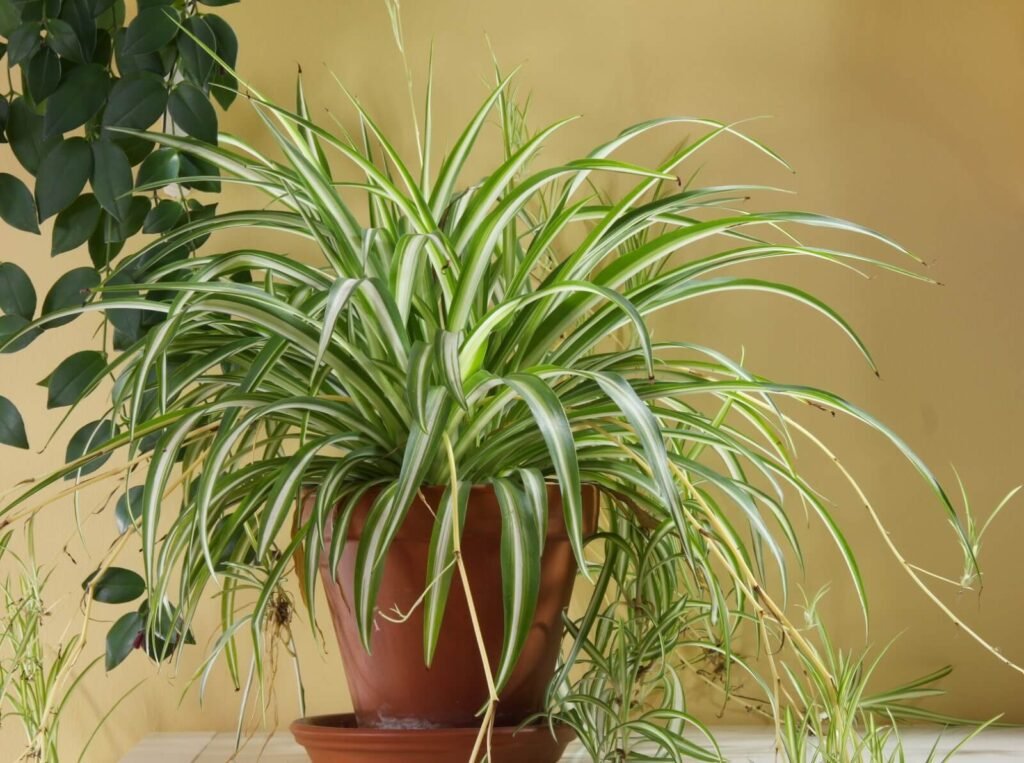 5 Best Plants for Your Balcony